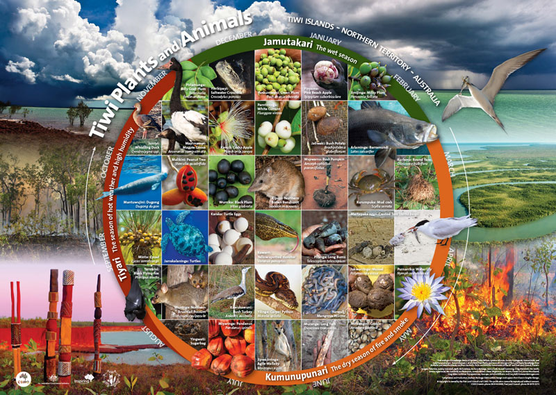 Tiwi Plants and Animals Calendar